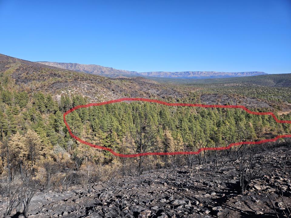 Unit 1 of the Poco Pino Timber Sale circled in red showing the mosaic burn pattern in the area. Photo: Colby Powers