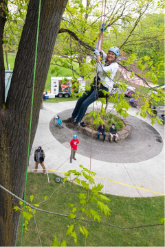 Boise City Councilwoman Elaine Clegg climbing to the top of a large oak during the public tree climb event at BTCC. Photo Credit: David Anderson