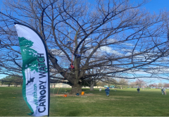 Canopy Watch leads the first Idaho public tree climb in a historic oak tree in Meridian’s Settlers Park. Photo credit: M. Perkins