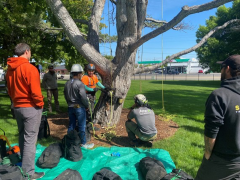 Tyler Zuniga of North American Training Solutions demonstrates how to properly install and set rope in the GRCS (Great Rigging Control System) in a tree for rigging operations. Photo credit M. Perkins